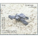 Olive Ridley Sea Turtle (Lepidochelys olivacea) - Aitutaki 2020 - 5