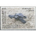 Olive Ridley Sea Turtle (Lepidochelys olivacea) - Aitutaki 2020 - 5