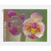 Pink and White Moth Orchid (Phalenopsis) - United States of America 2021