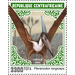 Pteranodon longiceps - Central Africa / Central African Republic 2021