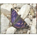 Purple Emperor (Apatura iris) - Polynesia / Cook Islands 2020 - 1