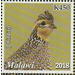 Quail (Chinziri) - East Africa / Malawi 2019 - 450