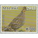 Quail (Chinziri) - East Africa / Malawi 2019 - 700