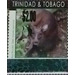 Red Brocket Deer (Mazama americana) - Caribbean / Trinidad and Tobago 2019 - 2