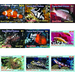 Reef Fish Of Papua New Guinea (2019) - Melanesia / Papua and New Guinea / Papua New Guinea 2019 Set