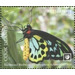 Richmond Birdwing Butterfly (Ornithoptera richmondia) - Polynesia / Cook Islands 2020 - 50