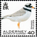 Ringed Plover - Alderney 2020 - 40