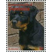 Rottweiler (Canis lupus familiaris) - Caribbean / Dominica 2013 - 5