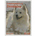 Samoyed (Canis lupus familiaris) - Caribbean / Dominica 2013 - 1.45