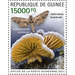 Schizophyllum commune - West Africa / Guinea 2021