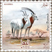 Scimitar-Horned Oryx (Oryx dammah) - North Africa / Algeria 2019 - 25