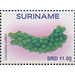 Sea Grape (Coccoloba uvifera) - South America / Suriname 2020 - 11