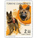 Search &amp; Rescue Dog, German Shepherd (Canis lupus familiaris - Turkey 2020 - 2.40