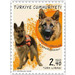 Search &amp; Rescue Dog, German Shepherd (Canis lupus familiaris - Turkey 2020 - 2.40