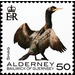 Shag - Alderney 2020 - 50