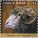 Sheep - Caribbean / Antigua and Barbuda 2020 - 5