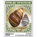 Shells of Achantinella abbreviata and Achentinella buddhi - Central Africa / Central African Republic 2021 - 900