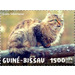 Siberian Cat - West Africa / Guinea-Bissau 2020