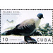 Snow Pigeon - Caribbean / Cuba 2020