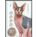 Sphynx Cat - Romania 2020 - 11.50