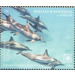 Spinner Dolphin (Stenella longirostris) - Polynesia / Tonga 2020 - 75