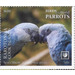 Spix&#039;s Macaw (Cyanopsitta spixii) - Cook Islands, Rarotonga 2020 - 6