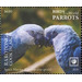 Spix&#039;s Macaw (Cyanopsitta spixii) - Cook Islands, Rarotonga 2020 - 6