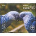 Spix&#039;s Macaw (Cyanopsitta spixii) - Cook Islands, Rarotonga 2020 - 6