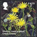 Stinking Hawk&#039;s-beard (Crepis foetida) - United Kingdom 2018 - 1.55