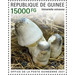 Straw Mushroom (Volvariella volvacea) - West Africa / Guinea 2021