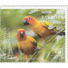 Sun Conure (Aratinga solstitialis) - Cook Islands, Rarotonga 2020 - 3