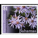 Symphyotrichum lucayanum - Caribbean / Bahamas 2019 - 1