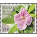 Tabebuia bahamensis - Caribbean / Bahamas 2020 - 75