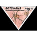 Termite Eating Spider (Ammoxenus psammodromus) - South Africa / Botswana 2020 - 10