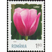 Tulip - Romania 2020 - 1.80