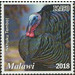 Turkey (Nkhuku Tembo) - East Africa / Malawi 2019 - 450