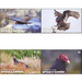 Turkey Vultures (Cathartes aura) (2020) - Caribbean / Antigua and Barbuda 2020 Set