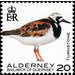 Turnstone - Alderney 2020 - 20