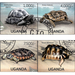 Turtles - East Africa / Uganda 2013 Set