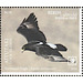 Verreaux&#039;s Eagle (Aquila verreauxii) - Aitutaki 2019 - 6