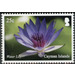 Water Lily - Caribbean / Cayman Islands 2020 - 25