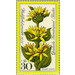 Yellow gentian - Germany / Berlin 1975