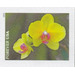 Yellow Moth orchid (Phalaenopsis) - United States of America 2021