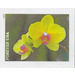 Yellow Moth orchid (Phalaenopsis) - United States of America 2021