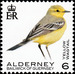 Yellow Wagtail - Alderney 2020 - 6